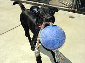 Cynthia playing with large blue ball with a rope tired on one end