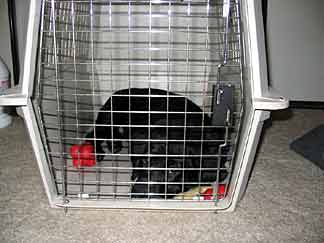 Cynthia lying down in an airline kennel, 3 toys visible