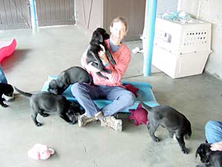 Bindy on floor with litter of pups