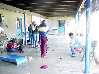 area view of the puppy play yard with 5 people socializing 9 puppies