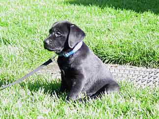 Cynthia sitting in the grass