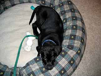 Cynthia lying down in oversized round dog bed