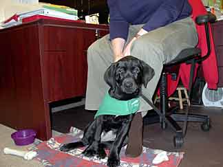 Cynthia, a black lab, at about 3 months old, sitting in front of a person in their office