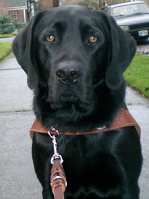 Black lab, Nabors, sitting and looking at camera