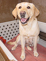 Alda, a female yellow lab, is sitting in the bottom half of a crate on a red blanket