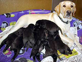 Alda, a yellow lab, and 9 black puppies attempting to get to her milk